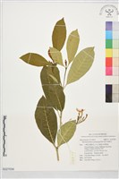 南洋馬蹄花藏品圖，第1張