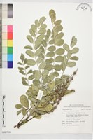 毛苦參藏品圖，第1張