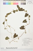 白花牽牛藏品圖，第1張