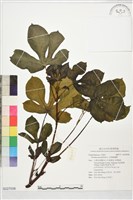 紅葉麻瘋樹藏品圖，第1張