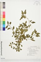 繩黃麻藏品圖，第1張