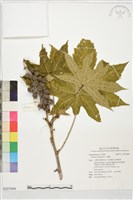 蓖麻藏品圖，第1張