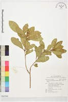 七里香、台灣海桐藏品圖，第1張