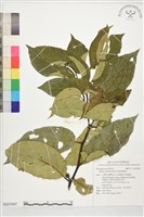 恆春厚殼樹藏品圖，第1張