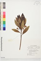 苦藍盤藏品圖，第1張