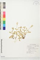 假千日紅藏品圖，第1張