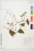 珊瑚藤藏品圖，第1張