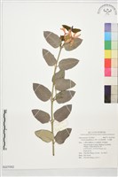 巨花假虎刺、卡利撒藏品圖，第1張