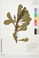 草海桐、水草藏品圖，第1張