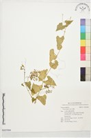 粉藤藏品圖，第1張