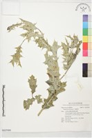 薊罌粟藏品圖，第1張