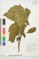 曼陀羅藏品圖，第1張