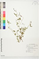 澎湖大豆藏品圖，第1張