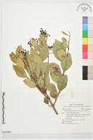 日本女貞、琉球女貞藏品圖，第1張