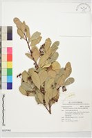 蘭嶼裸實藏品圖，第1張