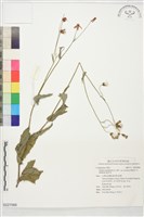 紫背草藏品圖，第1張