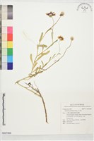 天人菊藏品圖，第1張