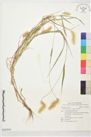 狗尾草藏品圖，第1張