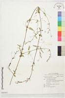 光果黃細心藏品圖，第1張