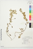 鴨舌黃藏品圖，第1張