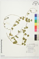 小葉括根藏品圖，第1張