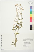 長柄菊藏品圖，第1張