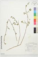 恆春金午時花藏品圖，第1張