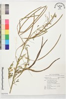 田菁藏品圖，第1張