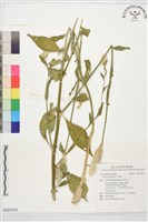 青葙藏品圖，第1張