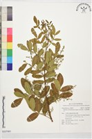 巴西乳香、巴西胡椒木藏品圖，第1張