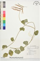 賽芻豆藏品圖，第1張