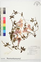 番仔藤藏品圖，第1張