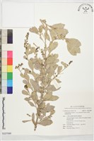 銀葉鈕扣樹藏品圖，第1張