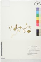 濱剪刀股藏品圖，第1張