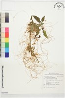 菟絲子藏品圖，第1張