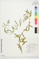 裂葉月見草藏品圖，第1張