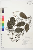 登錄號:S227104藏品圖，第1張