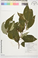 梜木藏品圖，第1張