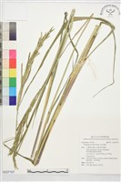 吳氏雀稗藏品圖，第1張