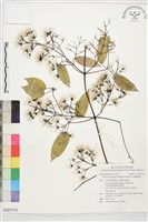 柱果鐵線蓮藏品圖，第1張