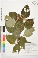 海州常山藏品圖，第1張