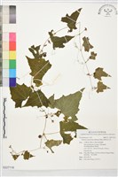 黑果馬交兒藏品圖，第1張