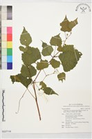 漢氏山葡萄藏品圖，第1張