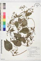 登錄號:S227121藏品圖，第1張