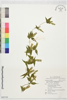 玉山肺形草、披針葉肺形草藏品圖，第1張