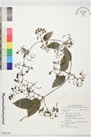 登錄號:S227123藏品圖，第1張