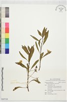 登錄號:S227124藏品圖，第1張