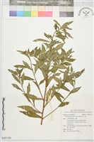 水丁香藏品圖，第1張