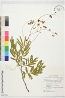 光莢含羞草藏品圖，第1張