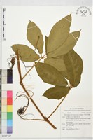 毛枝崖爬藤藏品圖，第1張